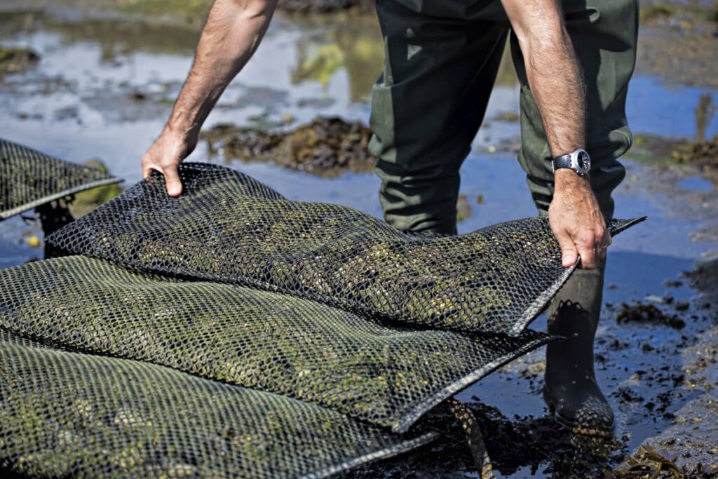 Homme manipulant sac d'huître sur rive